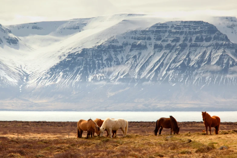 the horses are grazing on grass in the mountains