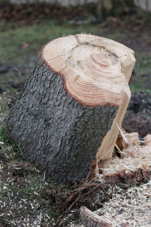 the large tree has been cut down and placed in a pile