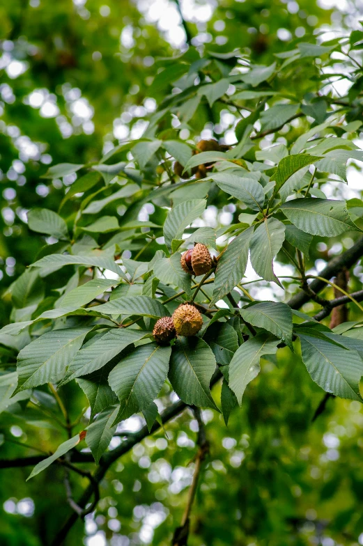 the leaves of a tree are showing many brown flowers