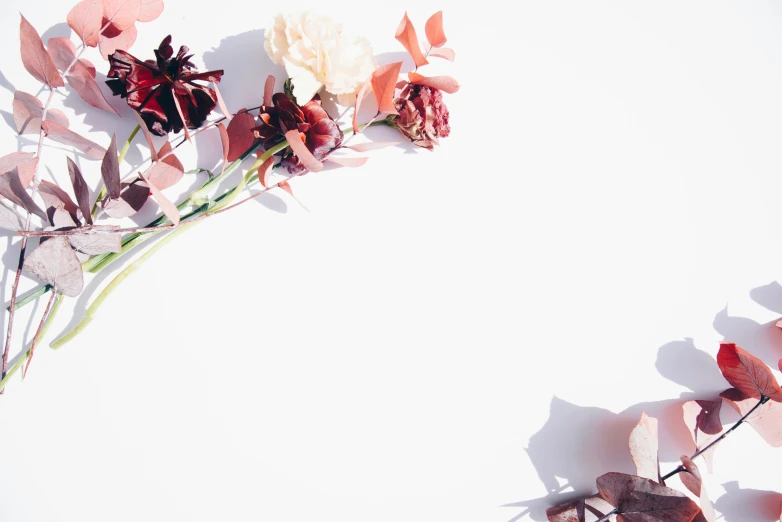 pink and red flowers on white surface with shadows