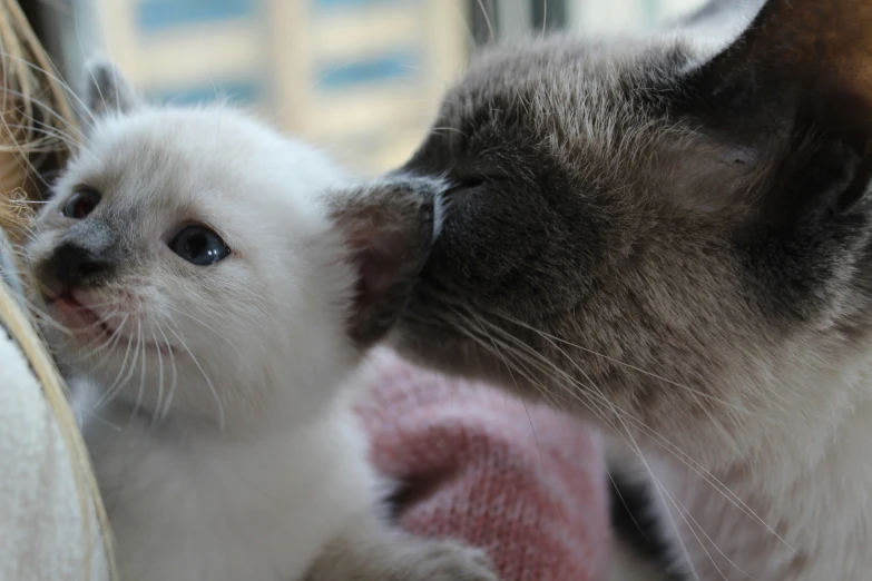 an image of two cats in a window