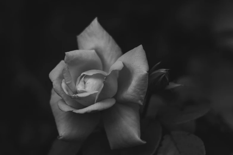 a single white rose flower that is in a dark background