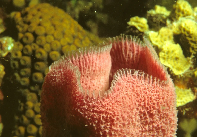 an image of corals and seaweed in water