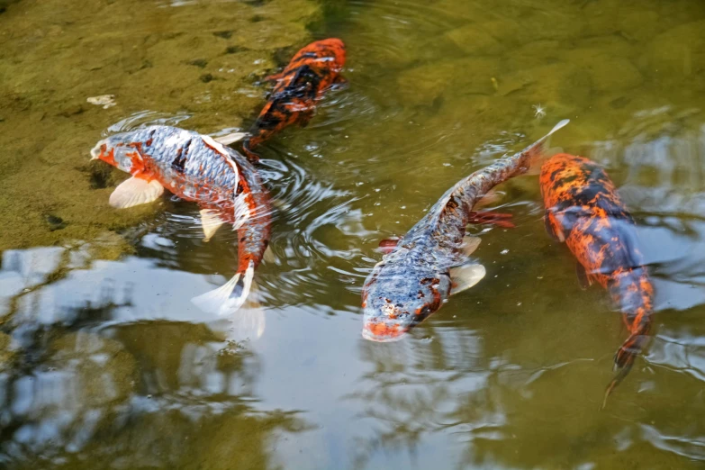 four red and orange koi fish in a pond