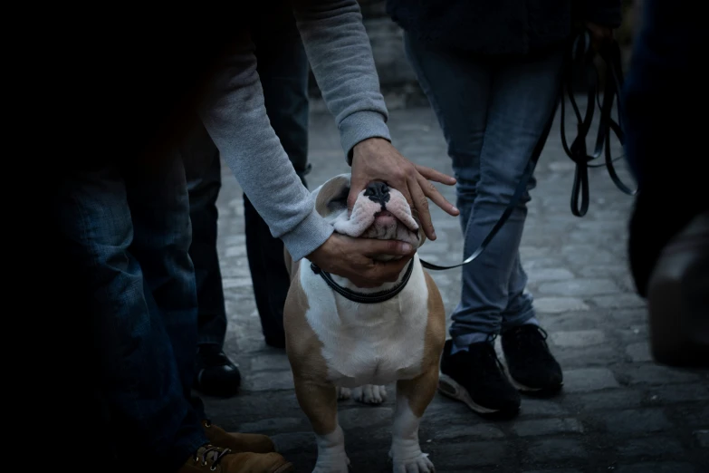 a small dog is being held by people