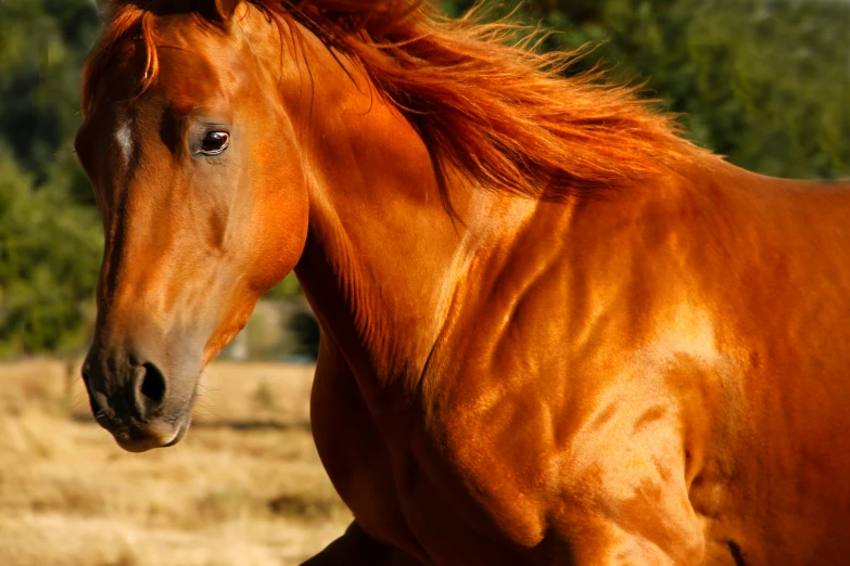 a close up po of an orange horse in an open field