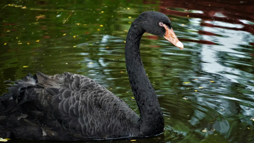 a black swan floating on a pond of water