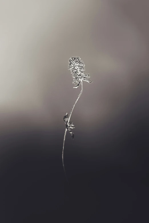 a single flower on top of a body of water