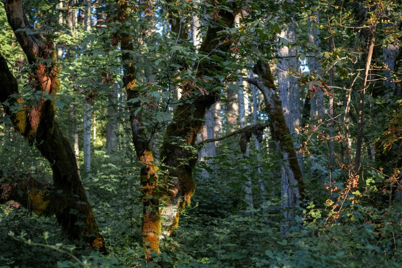 the image is a picture of many trees in the woods