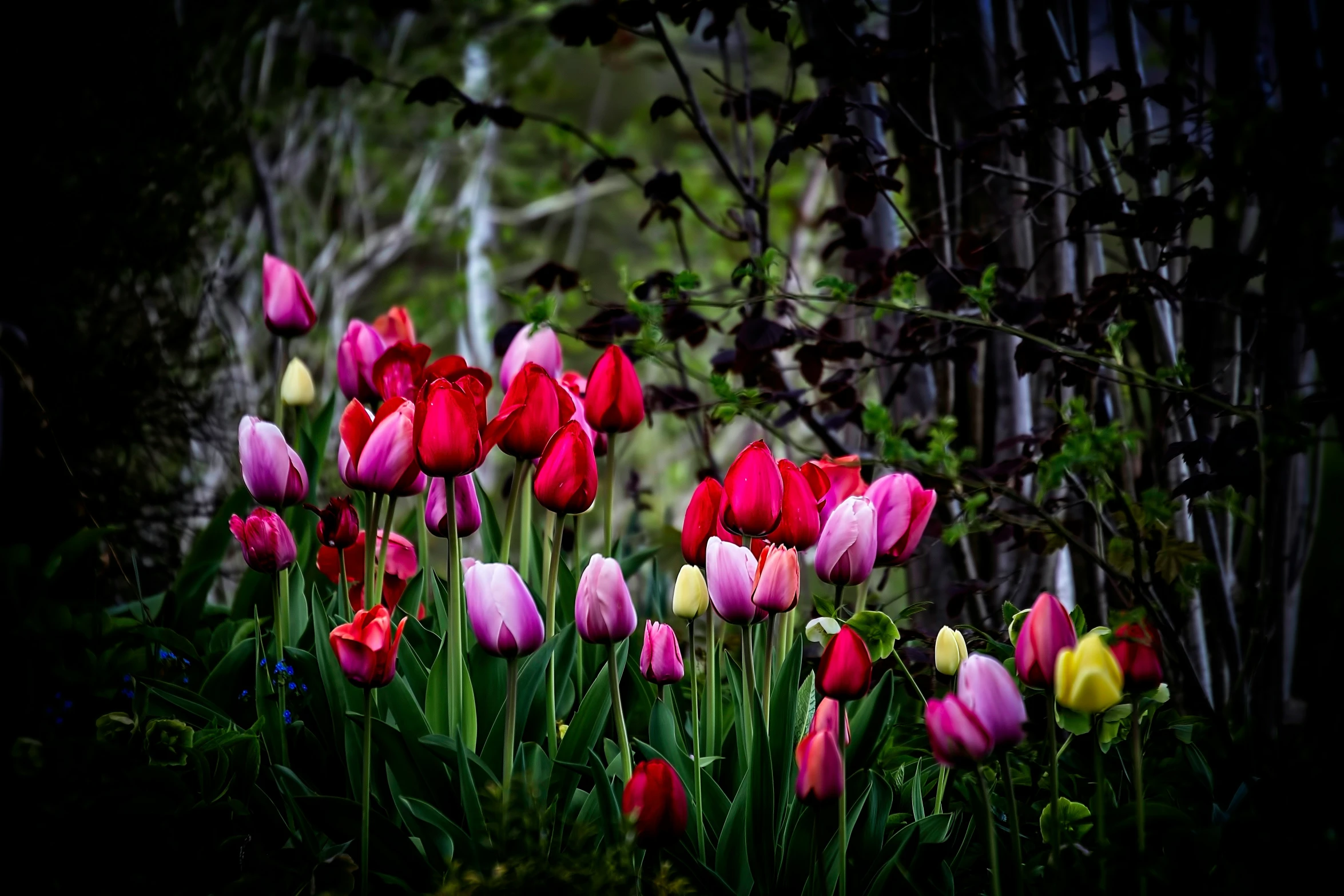 many flowers that are sitting in the grass