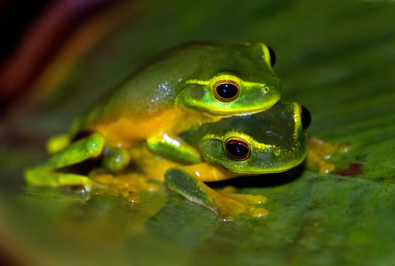 a couple of green frogs perched on top of a leaf