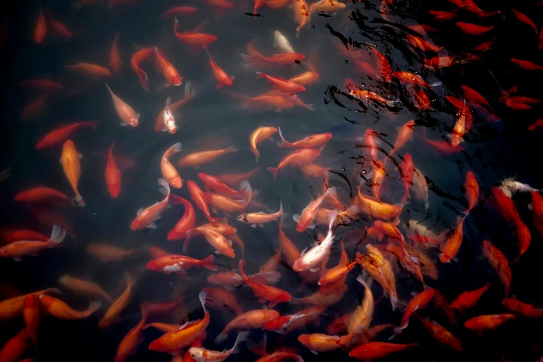 many gold fish are swimming in a body of water