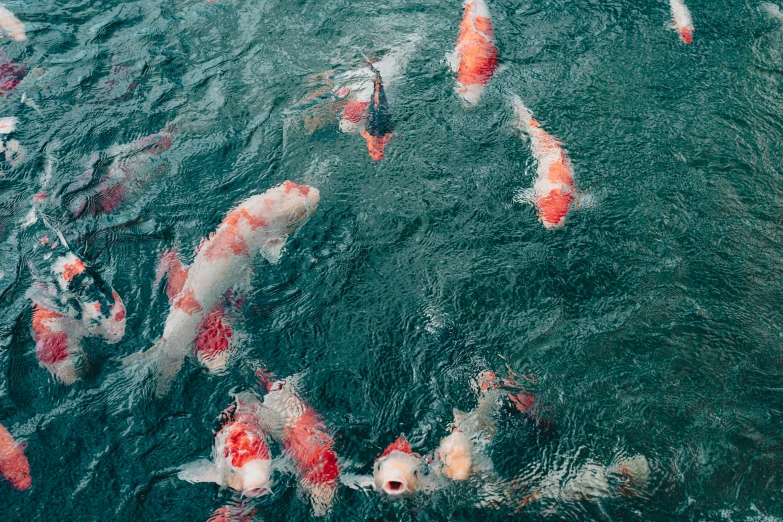 many orange and white fish swim in the water