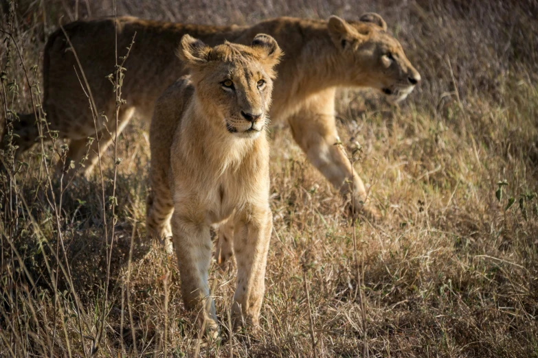 two adult lions standing in the grass with their paws on the ground