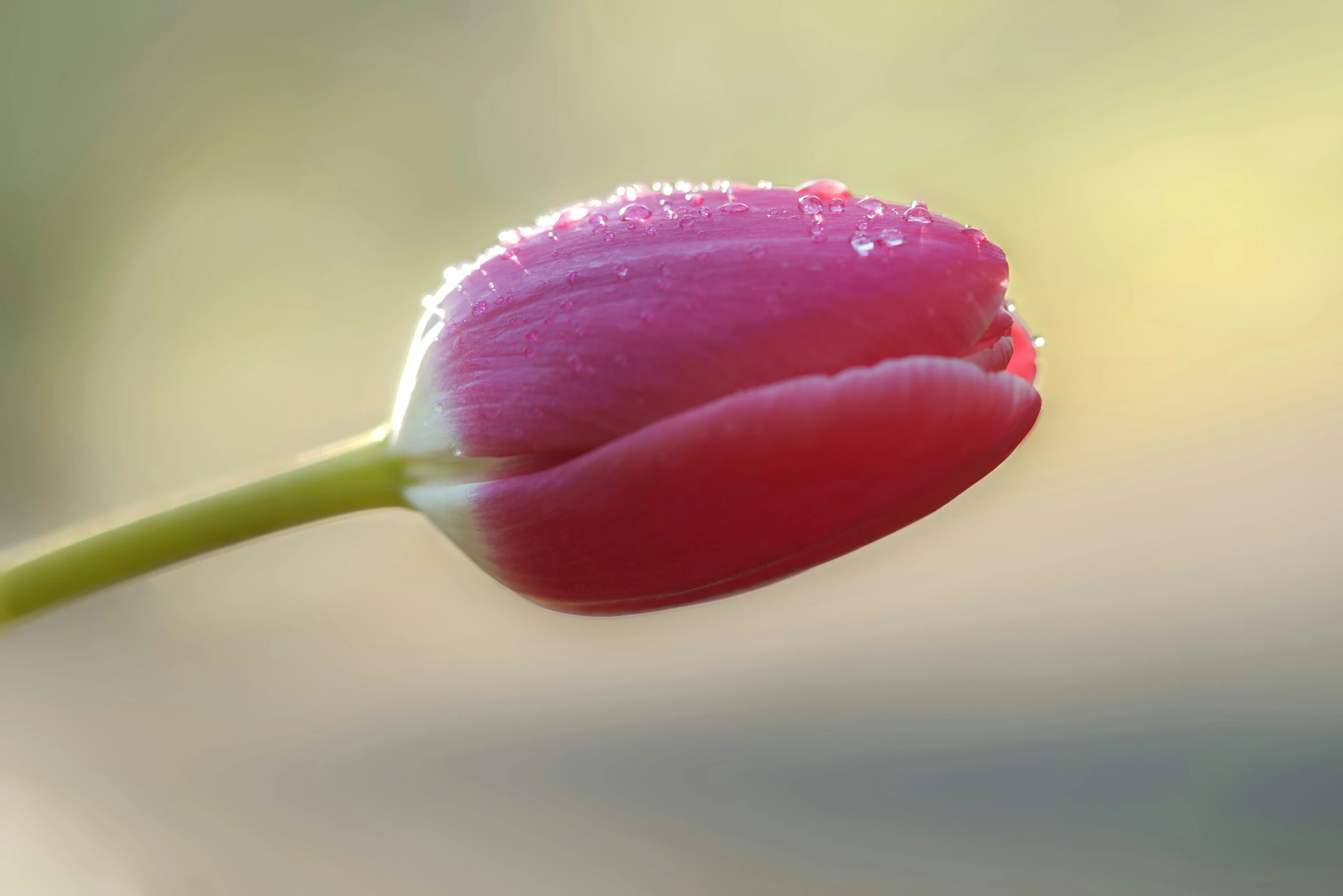 a flower with a small drop of dew on it's stem