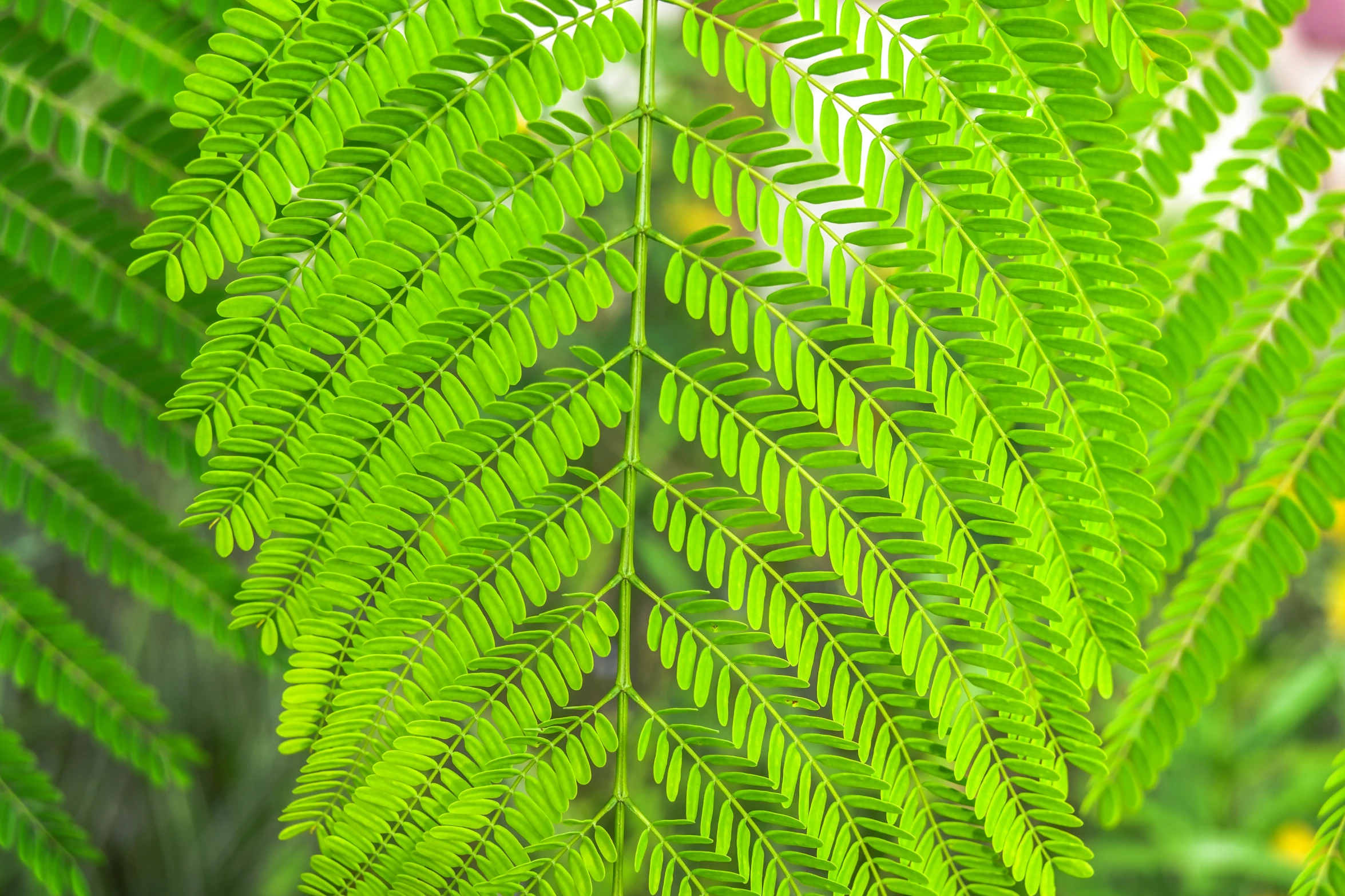 closeup of the leaves on this plant