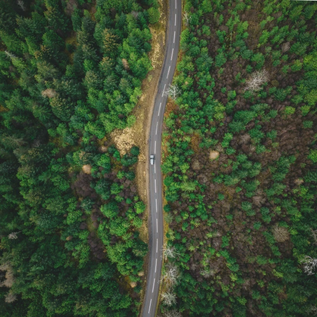 a car travels through a dense forest during the day