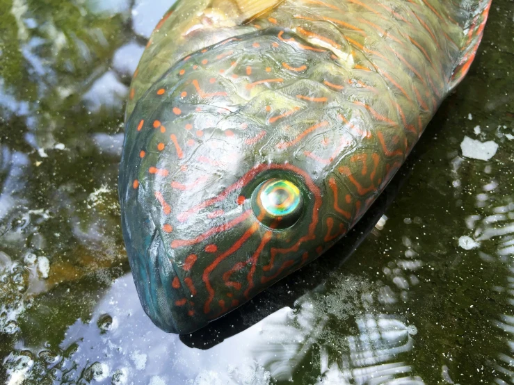 a fish is depicted in the water next to vegetation