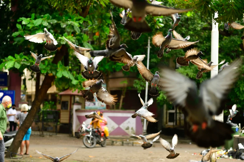 many birds in flight over a group of people