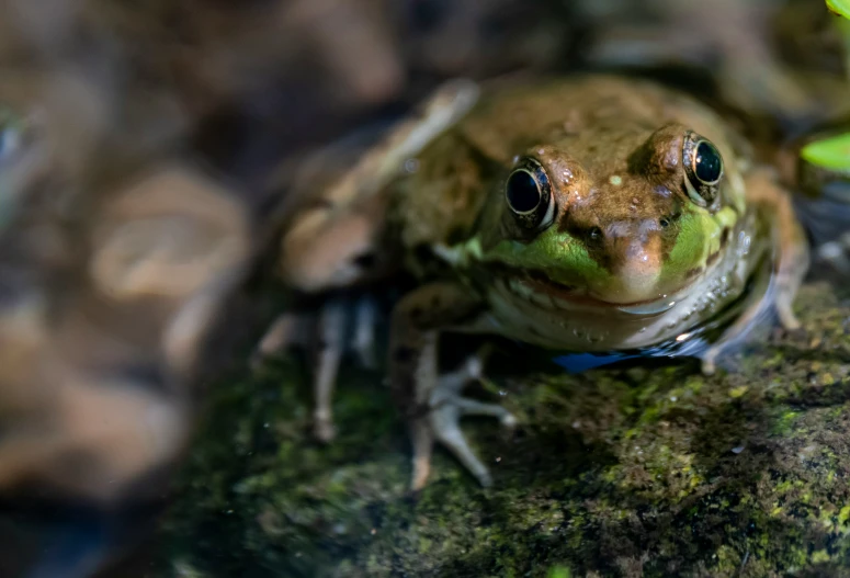 a frog is sitting on top of moss