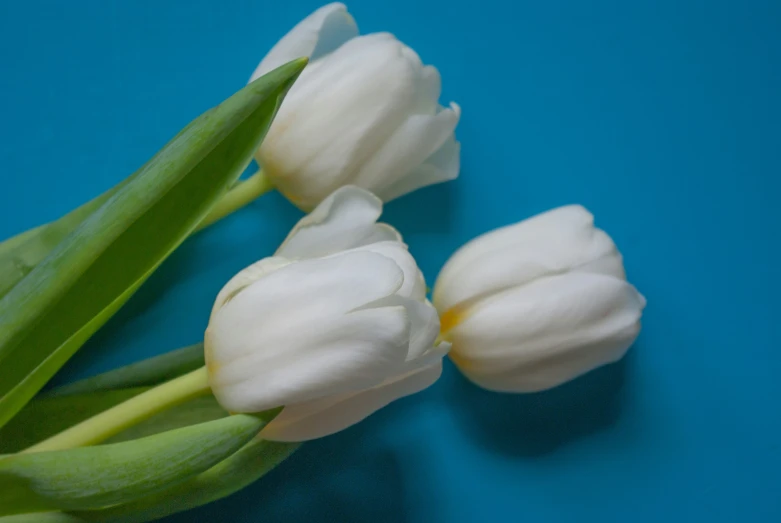 three white flowers with green stems lay next to each other