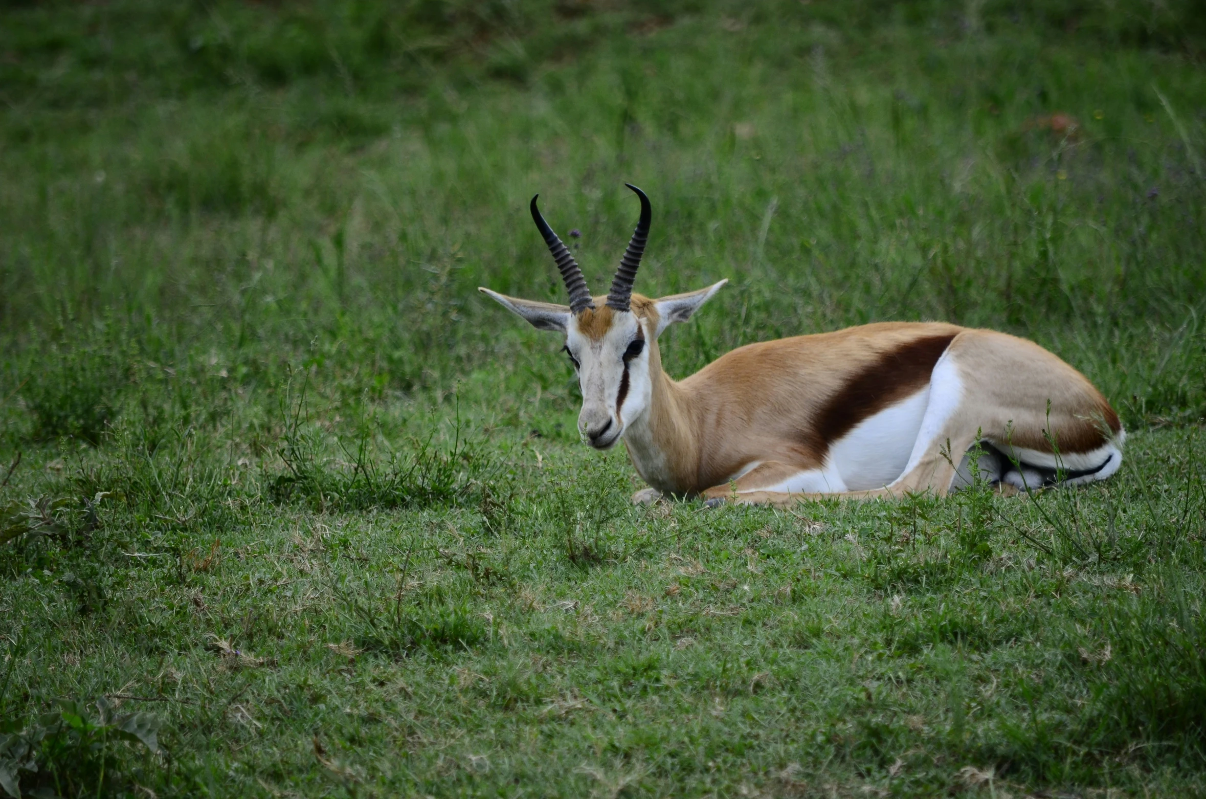 gazelle laying down on the grass in a field