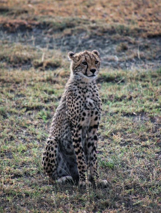 a big cheetah sitting in the grass