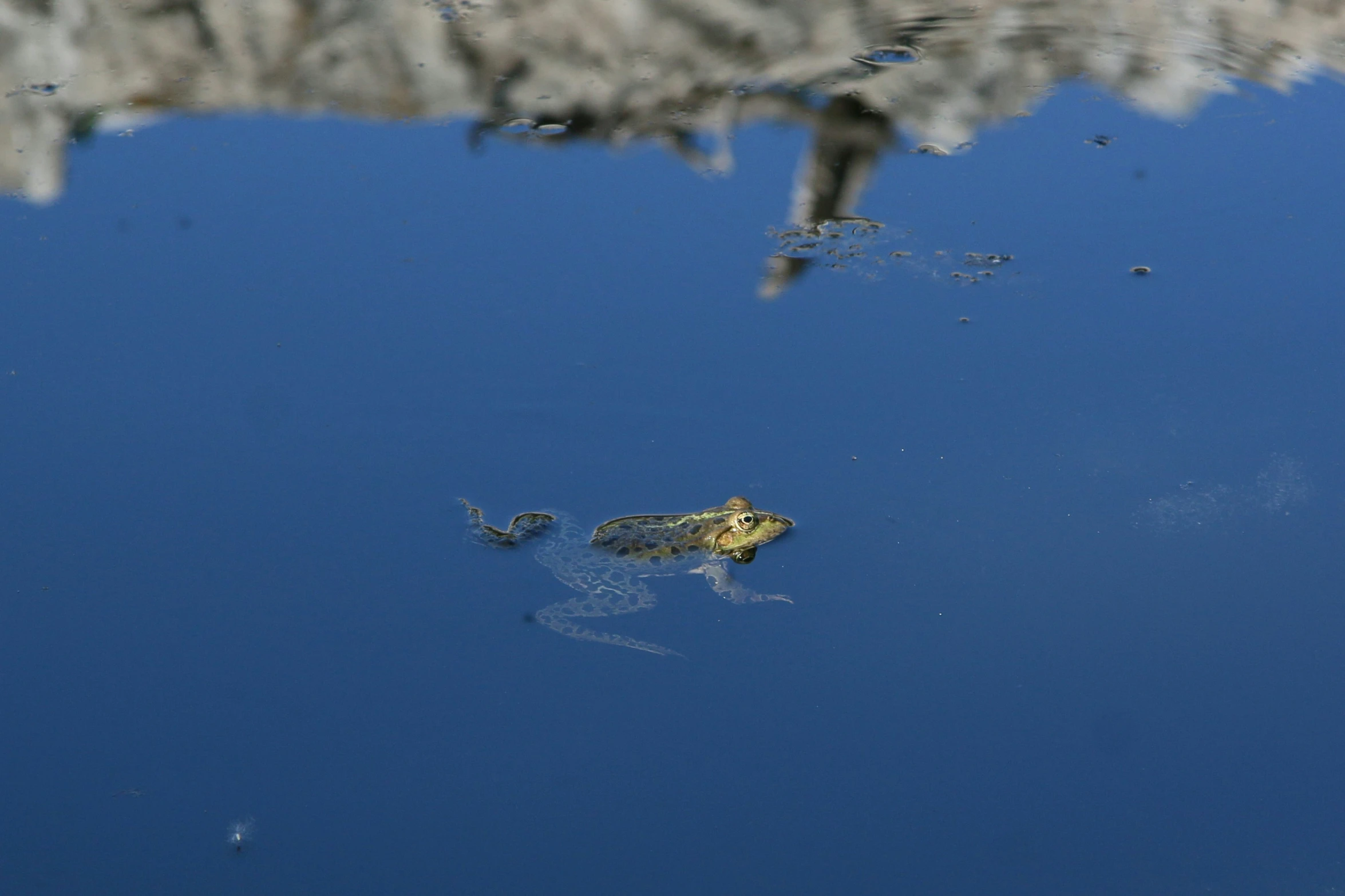 a frog is laying in the water