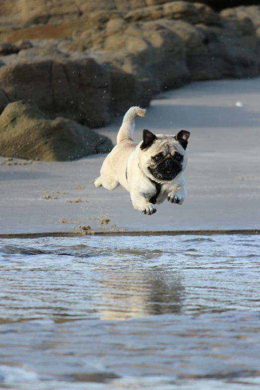 a dog leaping up into the air near water