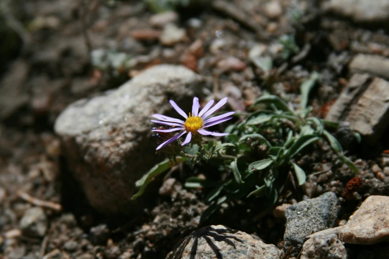 a single flower is laying on rocks near a weed