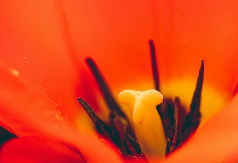 a close up of the center of a red tulip