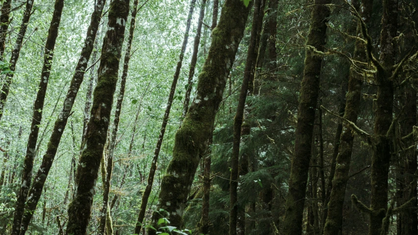 a bunch of trees that are standing in the grass