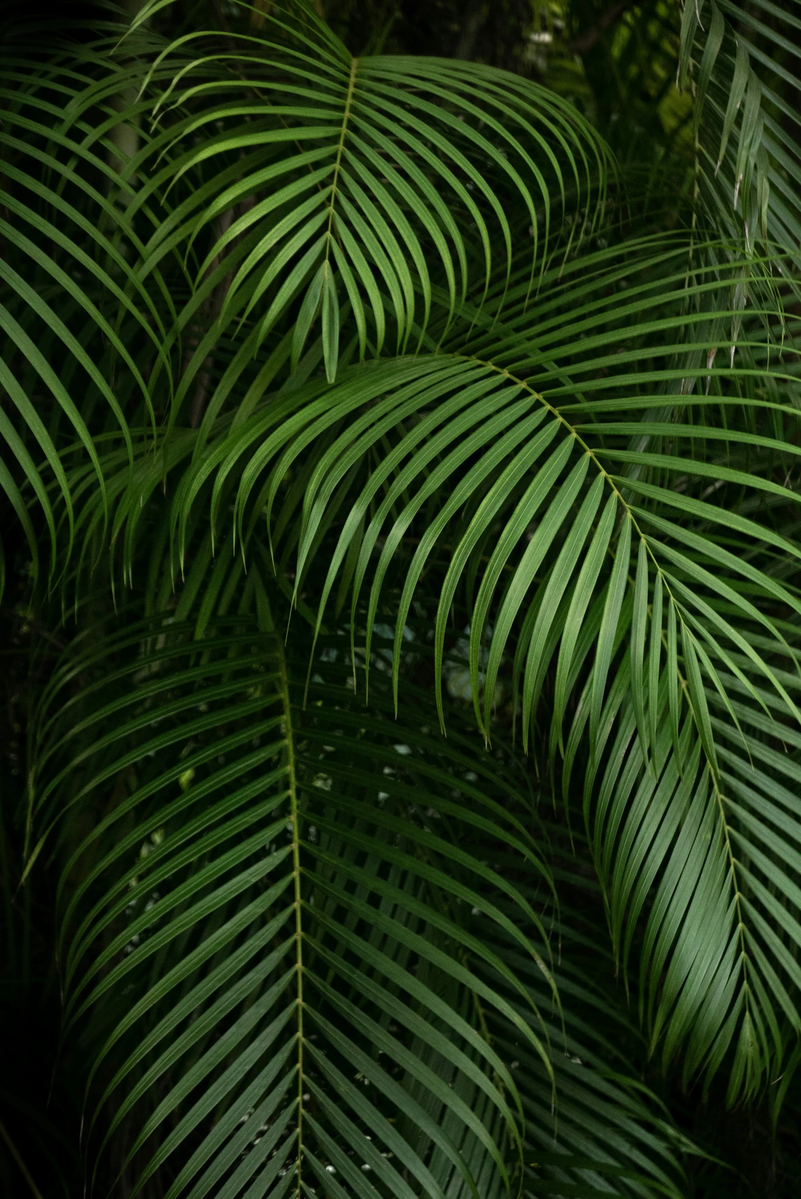 the back end of a tropical plant