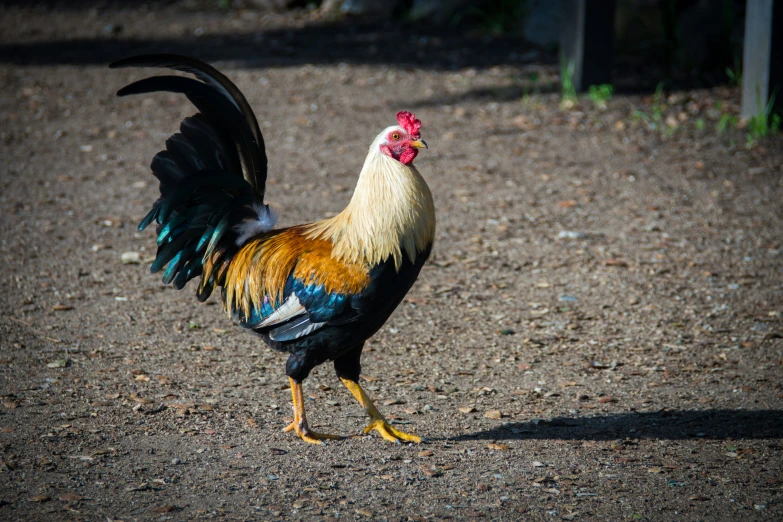 a red and blue rooster standing on dirt in an open area