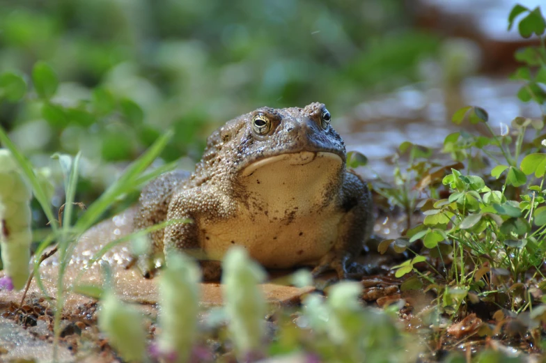 a frog sitting in the grass on a sunny day