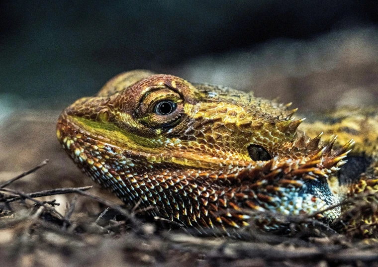 there is a lizard that is resting on the ground