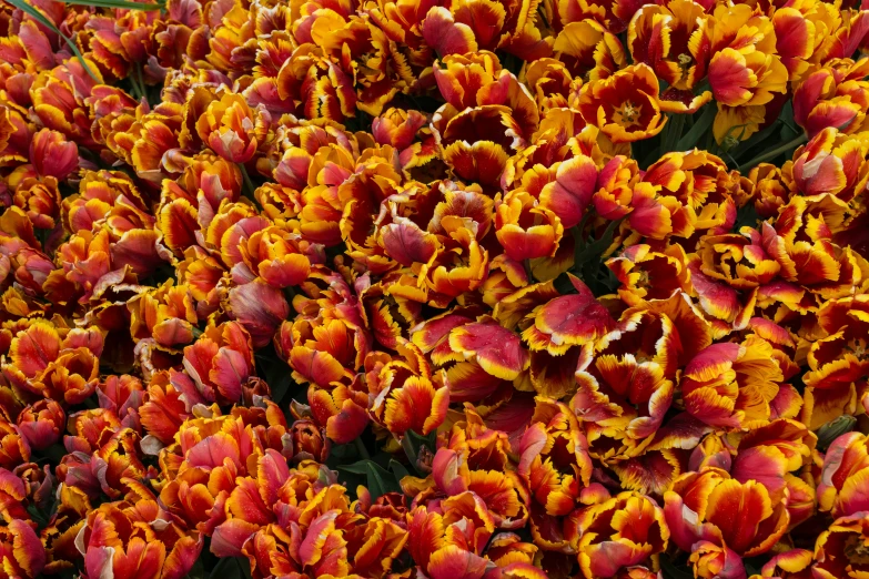 many red and yellow flowers that are close together