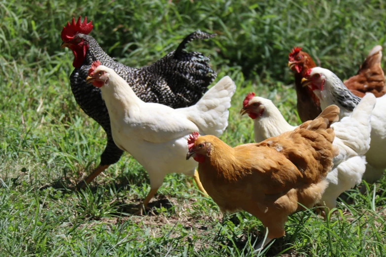 six chickens walk through a grassy area near each other