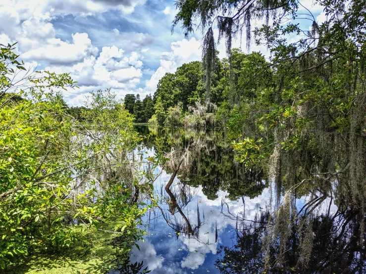 a swampy river in the middle of a tropical forest