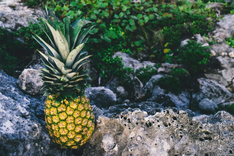 a small pineapple sitting in front of some rocks