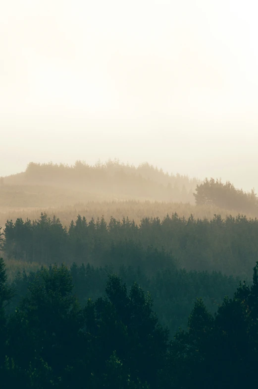 a foggy view of some trees in a forest