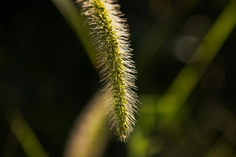 a long weed with white and green foliage