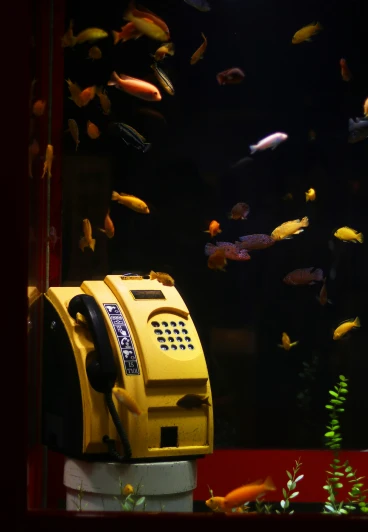 a fish tank with lots of gold fish floating around