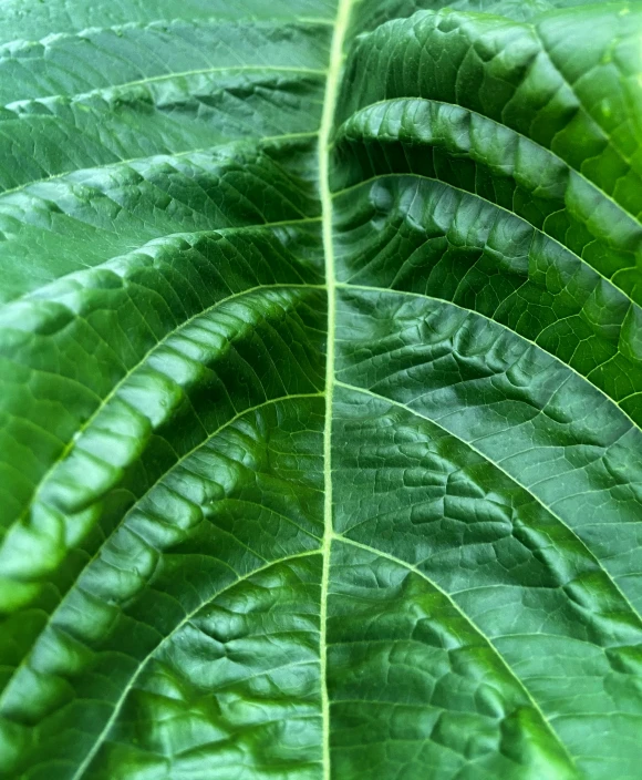 a green leaf with white and black stripes