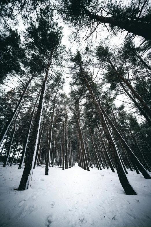 an image of snow in the woods at night