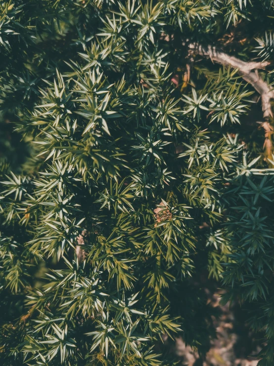 closeup of large green plants and tiny red leaves