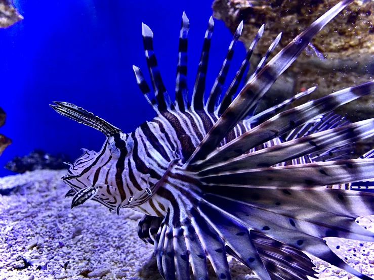 an aquarium with a large white lionfish