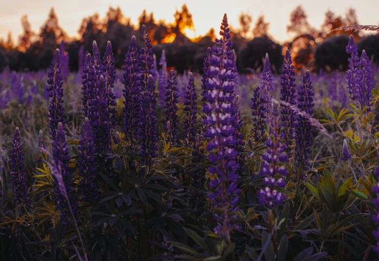 purple flowers near each other in a field