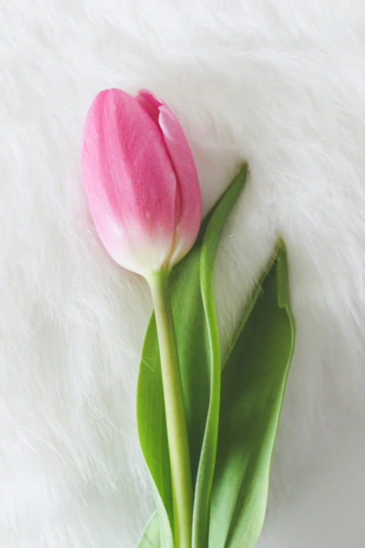 a pink tulip with green leaves is on a white faux background