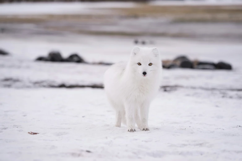 a snow - covered dog stands next to a car and bird